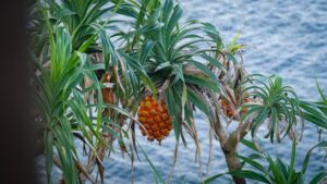 Ananasplant