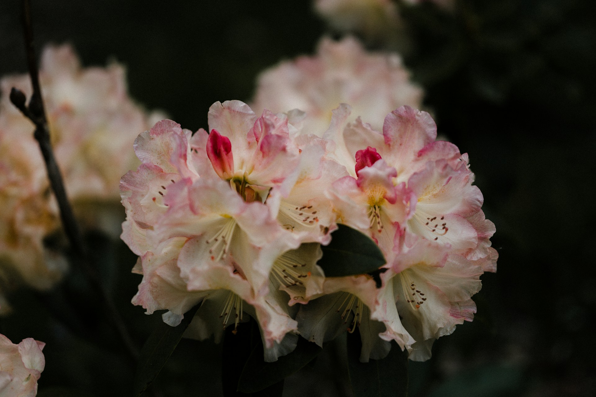 rhododendron rhododendron
