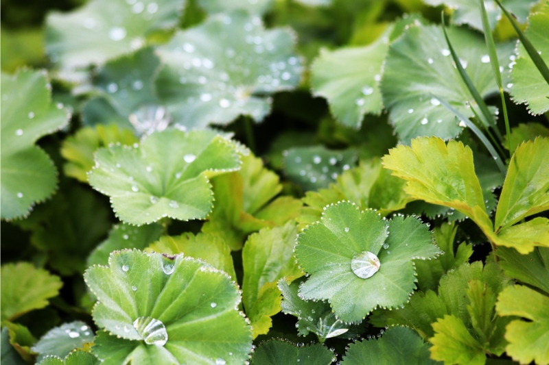 Planten kiezen voor een onderhoudsvriendelijke tuin